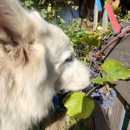 ロッジ Ostoja Karkonoska ポドグジン