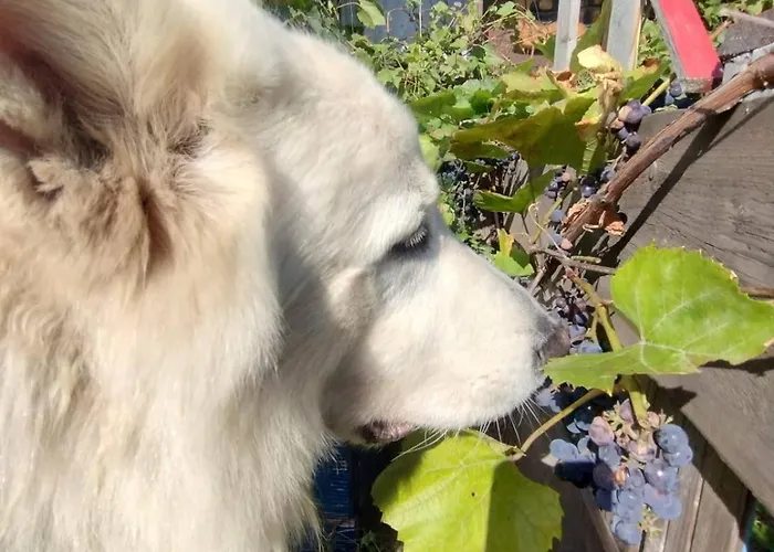 Деревянный коттедж Ostoja Karkonoska Подгужин